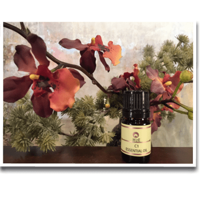 Chakra Collection Essential Oil Blends